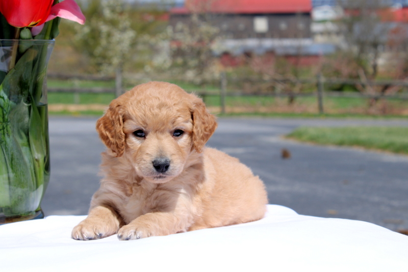 puppy, for, sale, Mini Goldendoodle F2, Matthew B. Stoltzfus, dog, breeder, Gap, PA, dog-breeder, puppy-for-sale, forsale, nearby, find, puppyfind, locator, puppylocator, aca